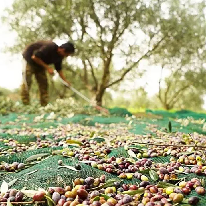 UV Plastik Hasır Olgun İşleme Zeytin Hasat Örtü Filesi